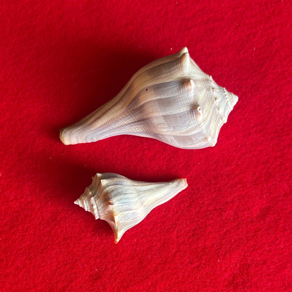 Natural White Seashell Lightning Whelk Set